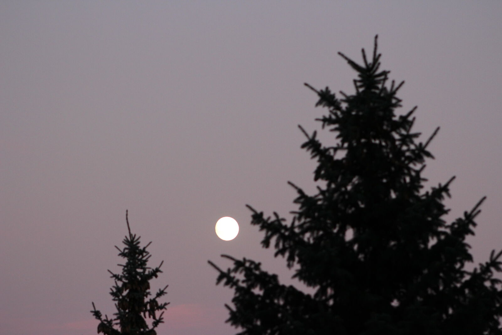 THLD — pine