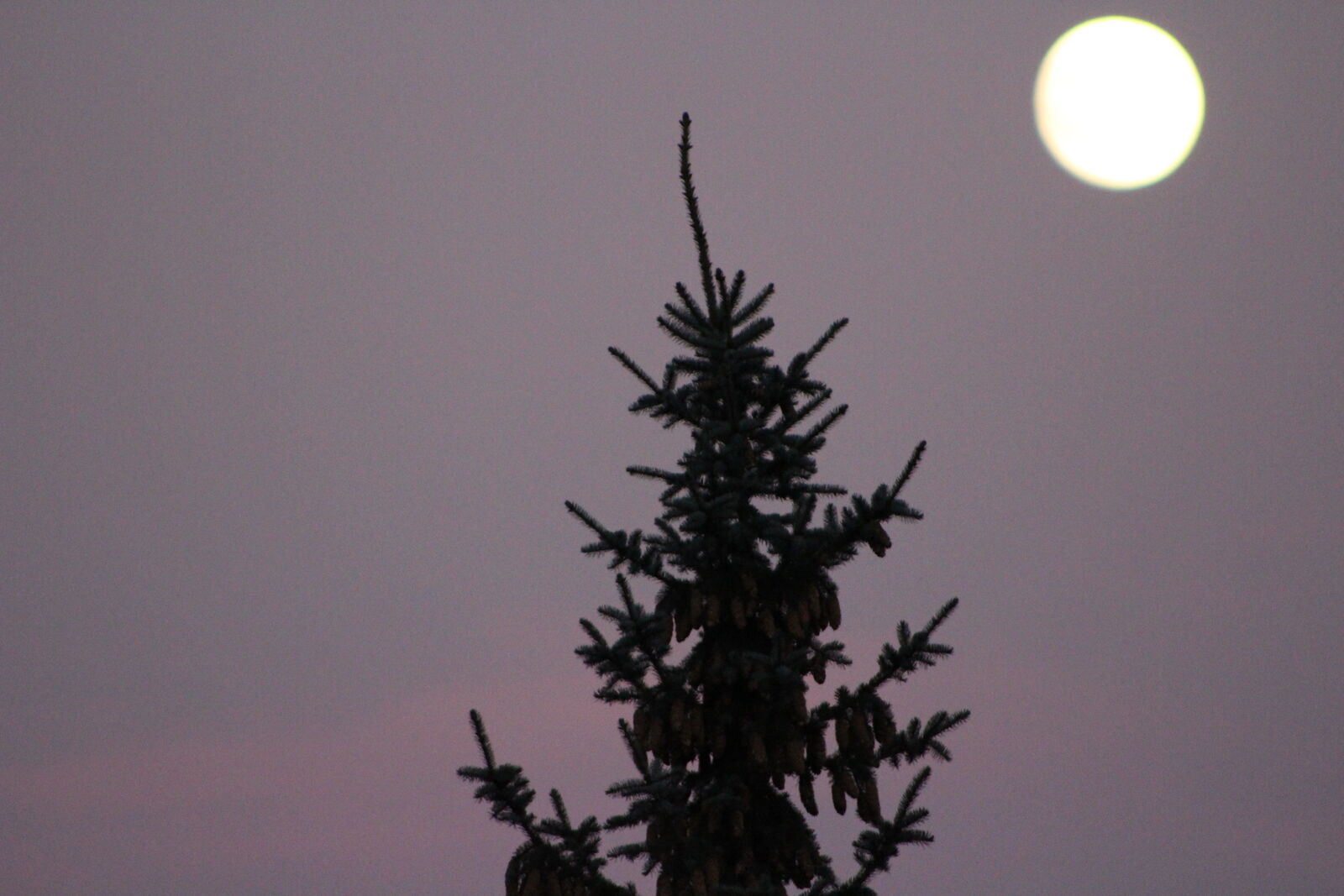 THLD — pine